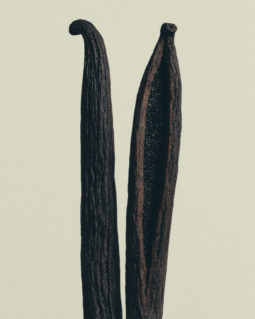 Vanilla & Nutmeg