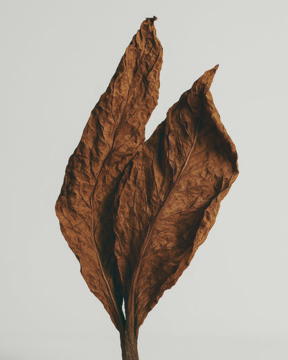 Honey & Tobacco